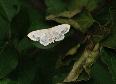 White Moth Very Small_1