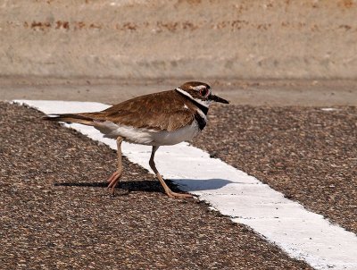 And the Shadow Wins By a Beak