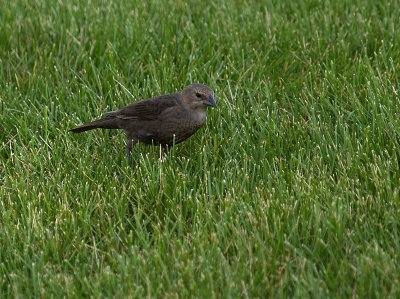 Female Brown Headed Cowbird