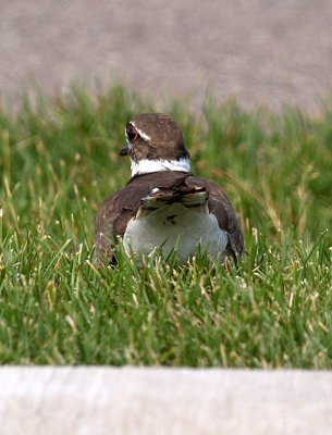 Flirty Little Killdeer