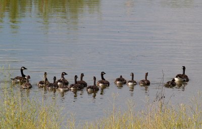 The Bakers Dozen All Grown