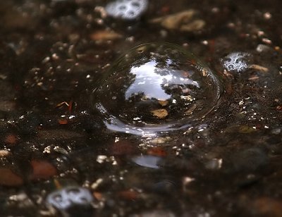 Woodland Bubble in a Puddle