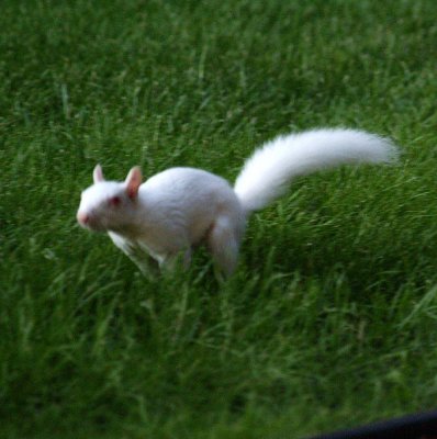 Hurray! We Have a New Albino Baby!