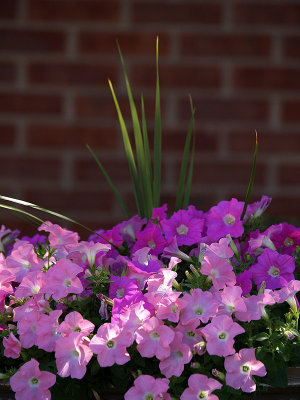 Summer Day Petunias