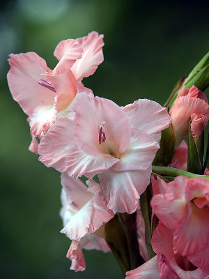 Pink Glads