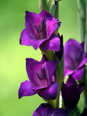 Purple Glads