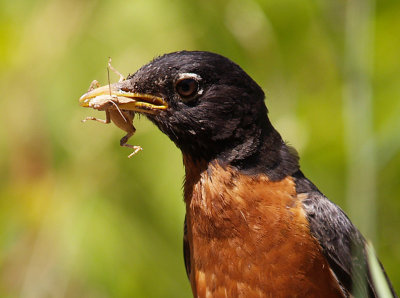 Grasshopper Lunch