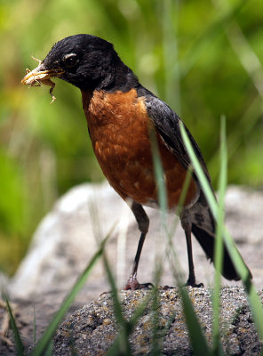 Robin and Grasshopper