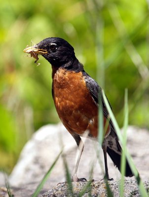 Robin and His Lunch