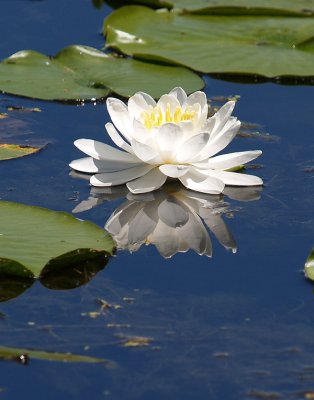 Lovely Water Lily