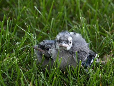 Two Little Baby Blue Jays