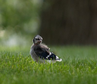 Little Blue Jay