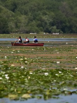 Paddling Through the Lillies