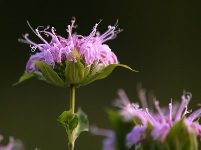 Pale Purple Passion