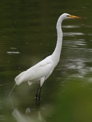 Egret in the Pond