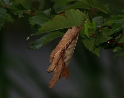 Leaf  in Rain (with flash)