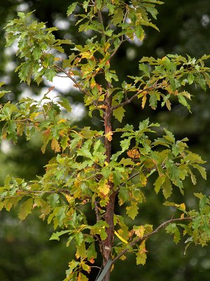 Little Oak Tree