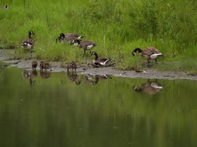 Geese and Mallards