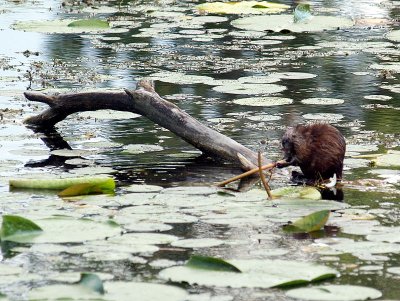 Muskrat Sam