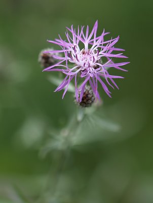 Little Purple Flower