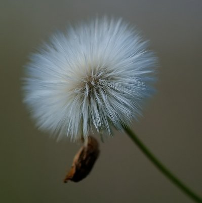 What a Furry Bunch of Seeds