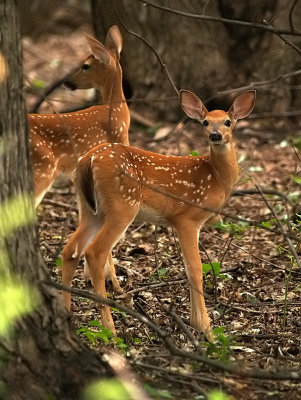 Cheek Full of CHewy Leaves