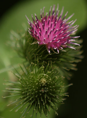 Cockle Burrs In Bloom Again