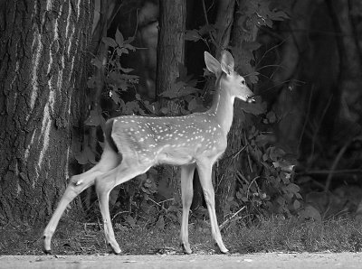 Darling Fawn