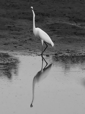 Egret at Dried Out Pond