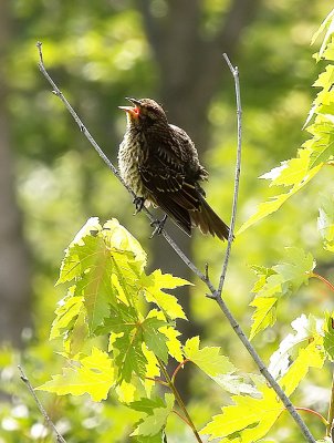 Spoiled Baby Red Winged Black Bird