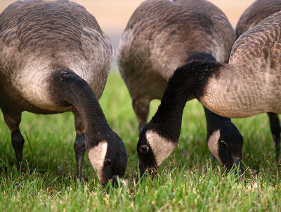 Some of the Bakers Dozen Geese