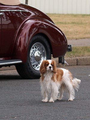 Watch Dog for a 1940 Chevy Coupe