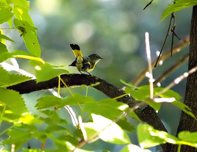 Best Research Result-American Redstart