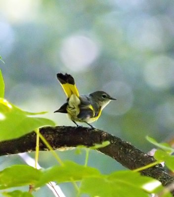 American Redstart? Pretty sure.