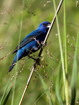 Indigo Bunting