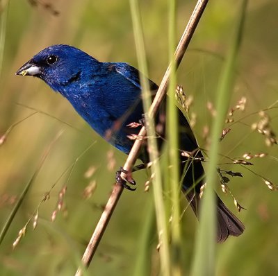 Indigo Bunting