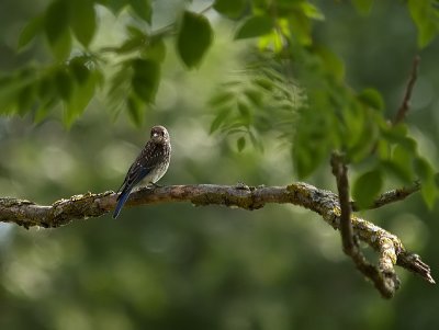 Juvenile Blue Bird