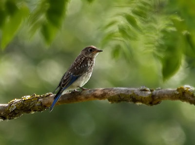 Juvenile Blue Bird