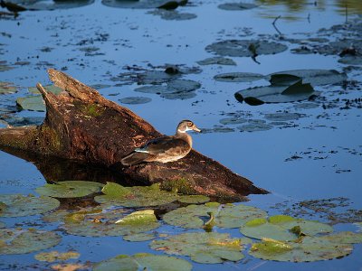 Wood Duck Female