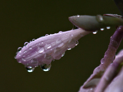 Drink From a Sprinkler