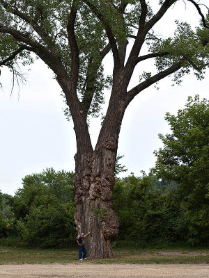 Marv and Huge Cottonwood