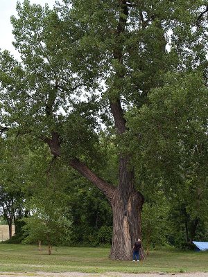 Marv With the Larger Cottonwood