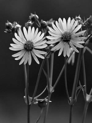 Daisy Duo bNw