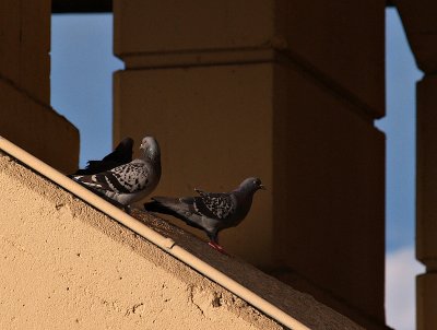 A Good Home Under the Bridge