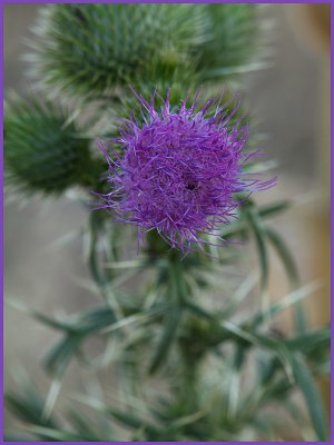 Prickly Thistle