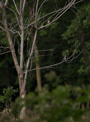 Three Baby Blue Birds Sittin In a Tree