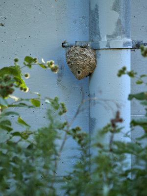 Wasp Nest