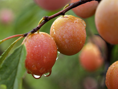 Wild Plums Yummy