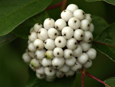 Wild White Berries