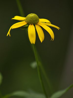 New Blooms With All the Rain